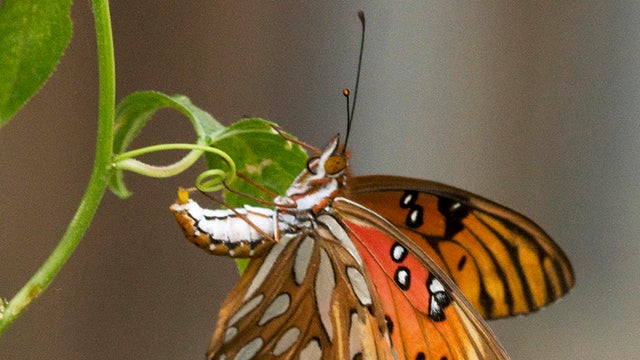 gulf-fritillary-butterfly-laying-egg-on-passionflower-vine-verne-lehmberg-promo.jpg 