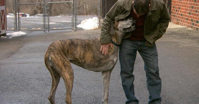 Dogs assist the fight against bone cancer