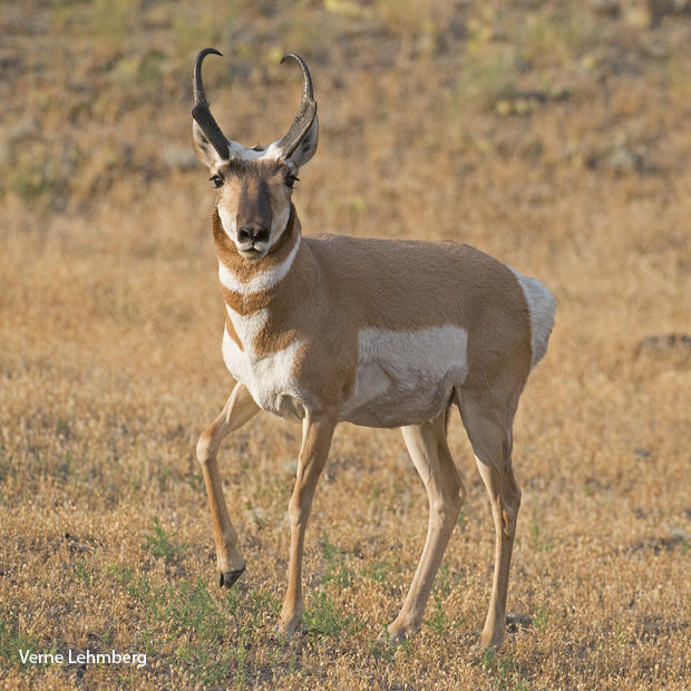 nature up close: the unique migration of the pronghorn
