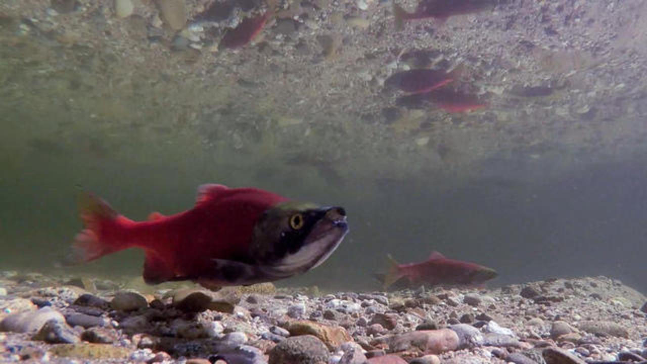 Nature up close: Salmon, a keystone species in the Pacific Northwest CBS News