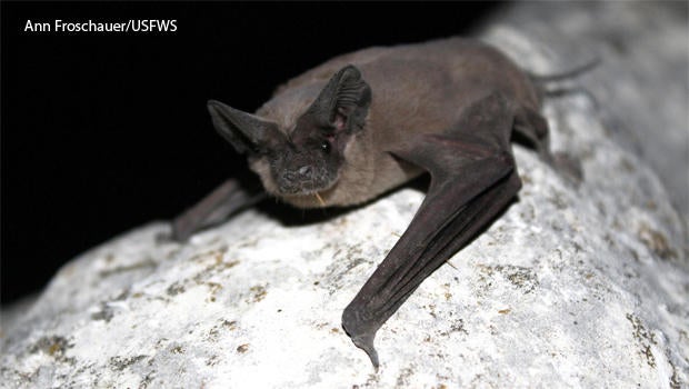 Nature up close The largest bat colony in the world CBS News