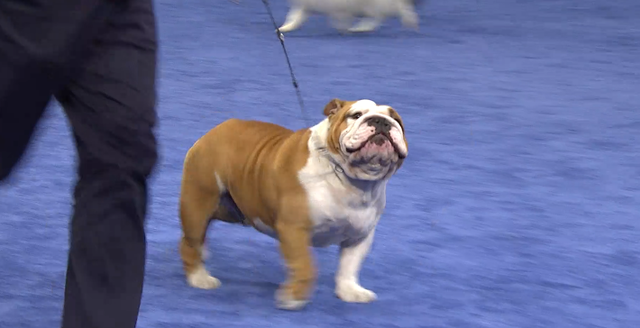 Cute French Bulldog Dog Show Winner