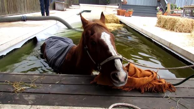 Horse Rescued From Pool 