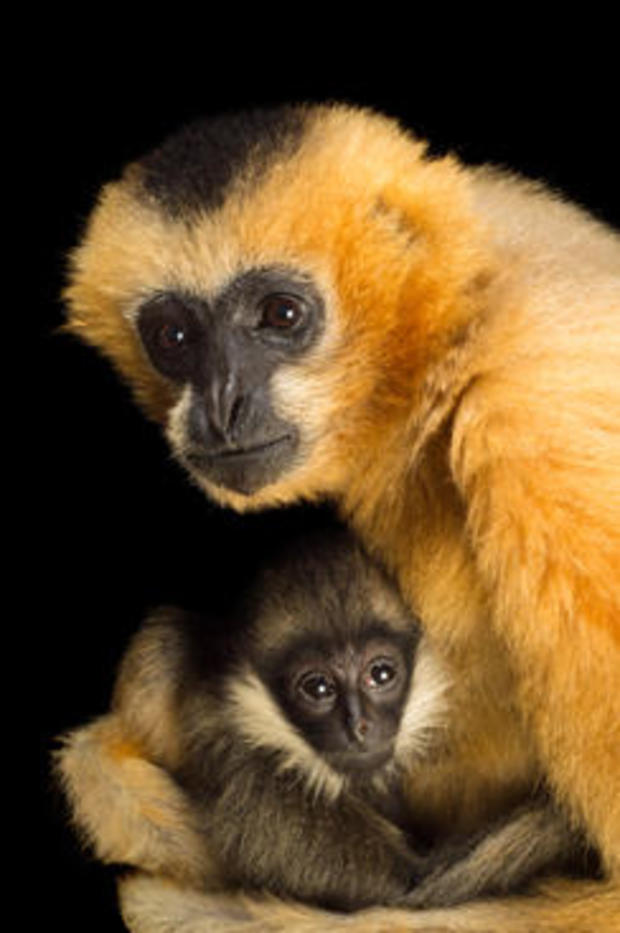 Gibbon Conservation Center 