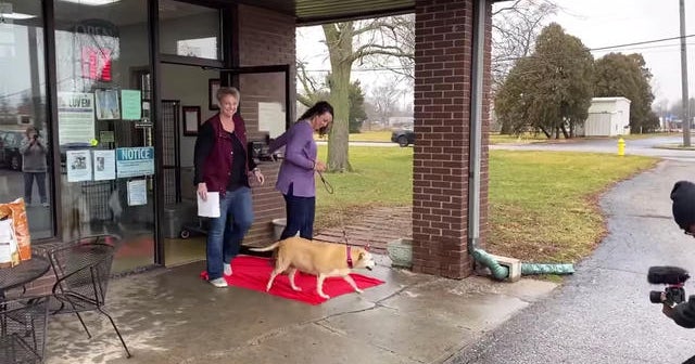 12yearold dog takes "freedom walk" out of shelter after being adopted
