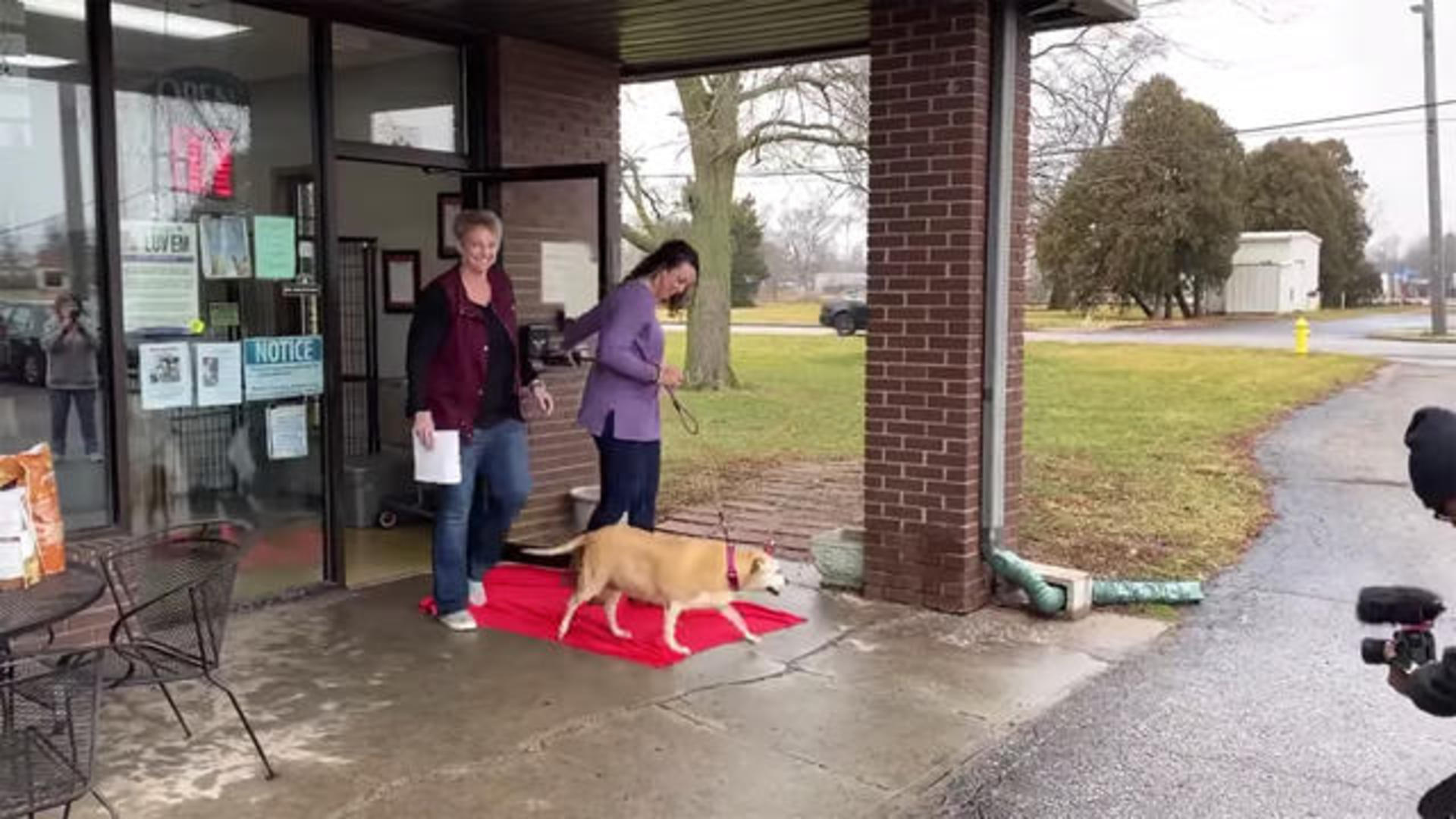 12 Year Old Dog Takes Freedom Walk Out Of Shelter After Being