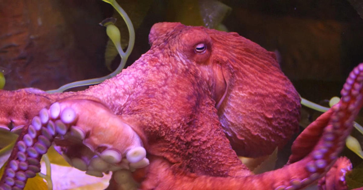 octopuses teddy