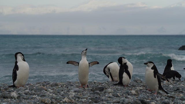 chinstrap-penguin.jpg