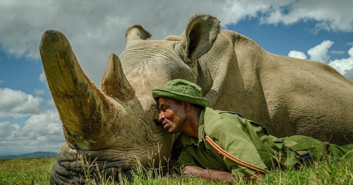 Endangered Species Newly Created Northern White Rhino Embryo Could Save Species From Brink Of Extinction Cbs News