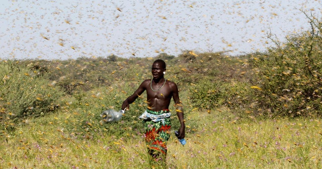 Worst locust outbreak in decades ravages East Africa CBS News