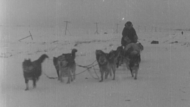 Almanac On February 2, 1925, the Siberian Husky Balto led his relay