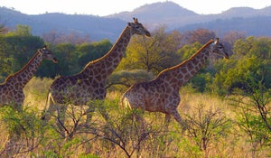 Giraffes 