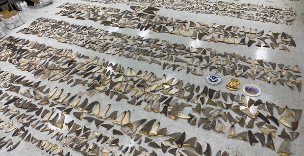 shark-fins-01.jpg
