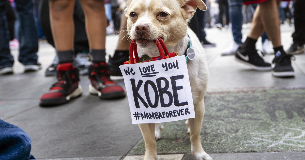 kobe bryant dog jersey