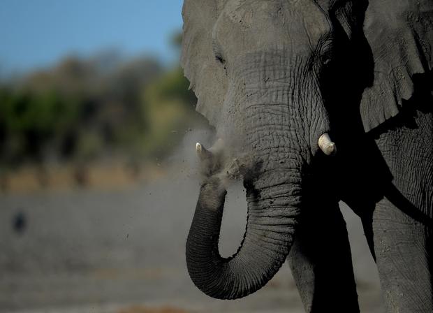An elephant stands near the Nxaraga village in the outskirt of Maun. (Credit: Monirul Bhuiyan via CBS News)
