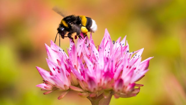 NORWAY-ENVIRONMENT-BUMBLEBEE 