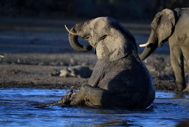 An elephant sits in the water of the Okavango Delta. (Credit: Monirul Bhuiyan via CBS News)