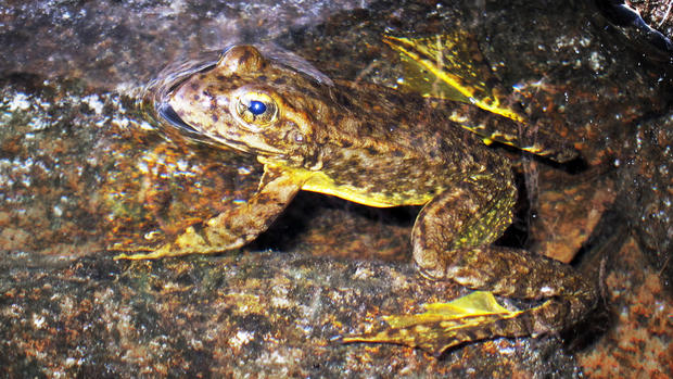 Yellow-Legged Frog 
