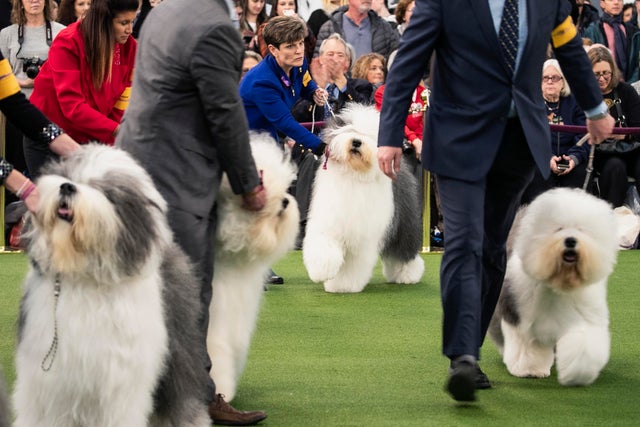 westminster dog show old english sheepdog