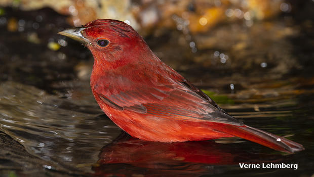 summer-tanager-verne-lehmberg-620.jpg 