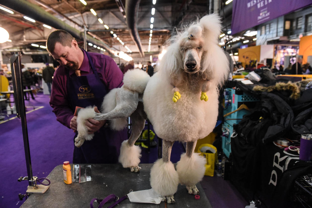 Westminster Dog Show 2020 Siba the standard poodle is "Best in Show