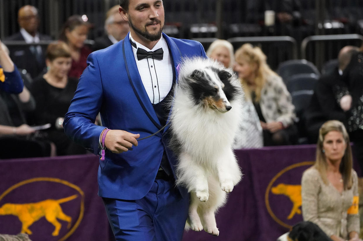 Photos from the 2020 Westminster Dog Show - CBS News