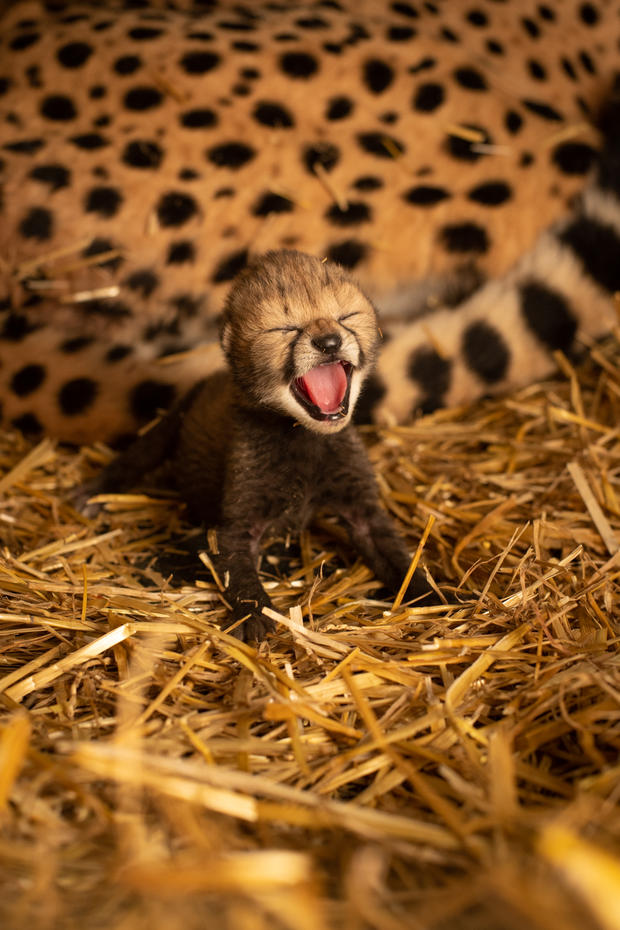cheetah-cubs-2019-2-grahm-s-jones-columbus-zoo-and-aquarium-6.jpg 