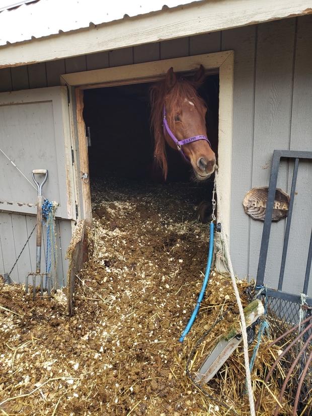 On the scene - the horses literally had to be dug out of the stall in which they were trapped (credit MSPCA-Angell) 