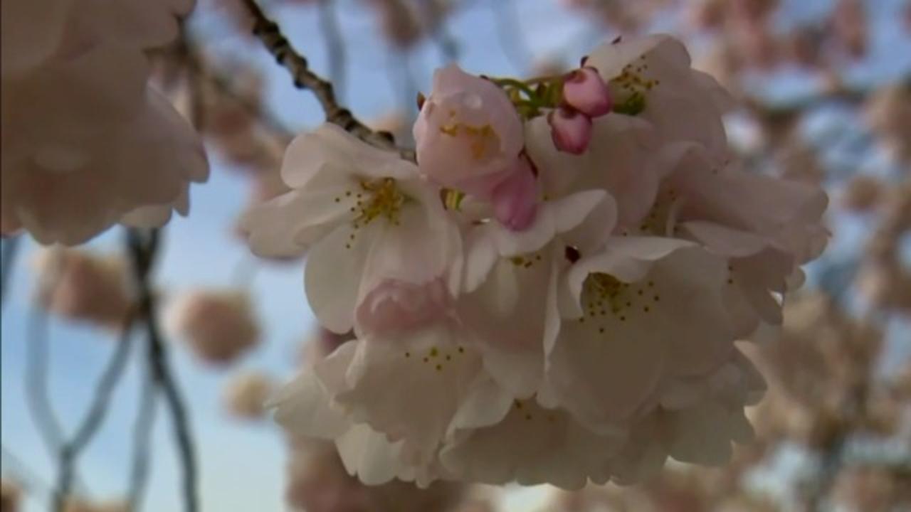 Sign www cherryblossom up com CherryBlossoms Review: