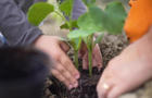 planting-vegetables-victory-garden-promo.jpg 