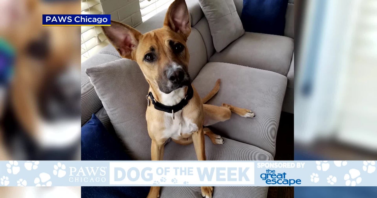 PAWS Dog Of The Week: Riley - CBS Chicago