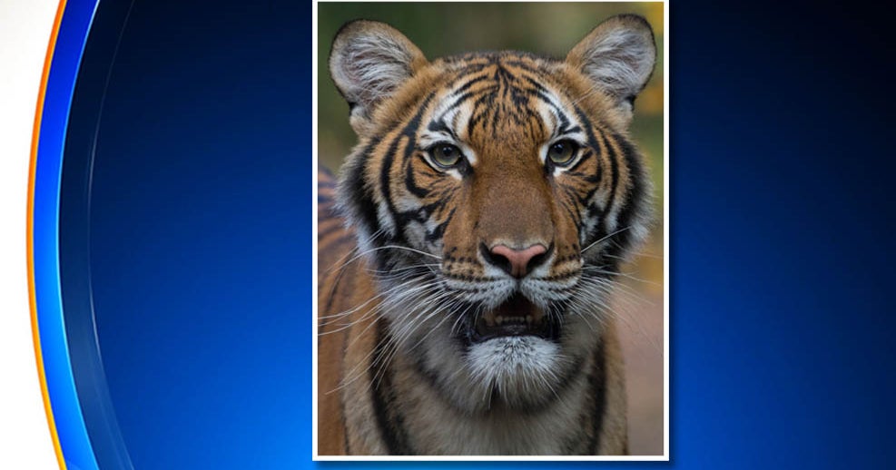 Coronavirus Update Tiger At Bronx Zoo Positive For COVID19, So Can Your Pets Get It? CBS New