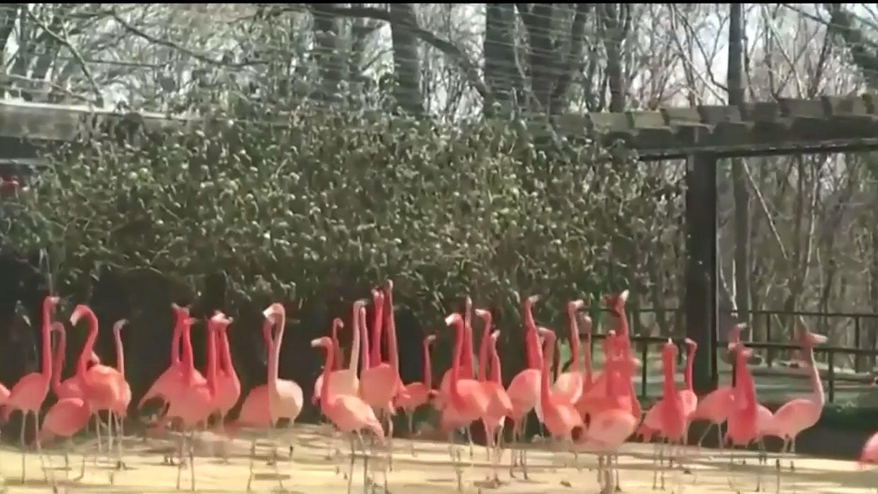 Zoos are closed. Here's how the National Zoo is keeping the animals