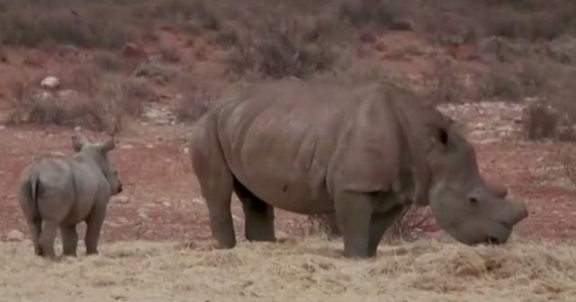 rhinoceros 5 slow rhinoceros 5 slow