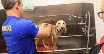 essential dog grooming