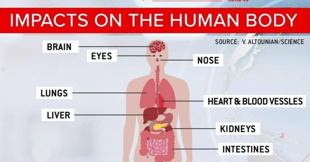 Understanding the extent of damage COVID19 does to the body CBS News