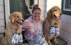 cbsn-fusion-new-york-brewery-uses-dogs-to-help-deliver-beer-while-social-distancing-thumbnail-475530-640x360.jpg 