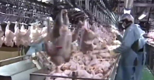 Coronavirus cases spike at poultry processing plants CBS News