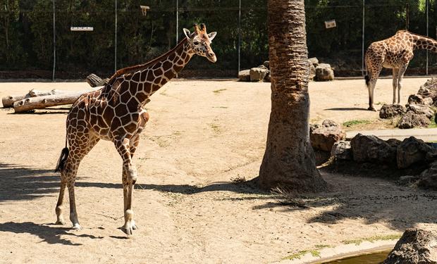 Kijiji - Oakland Zoo Giraffe 