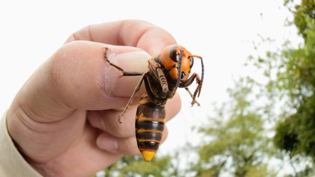 Giant hornet 
