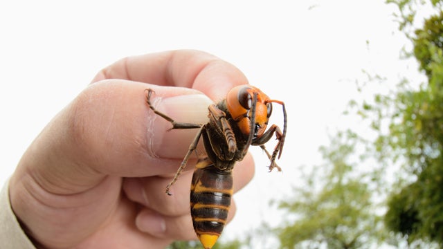 Giant hornet