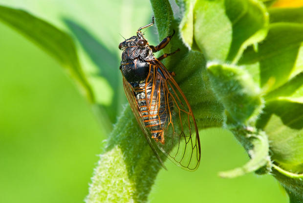 big cicada sitting on a flower 