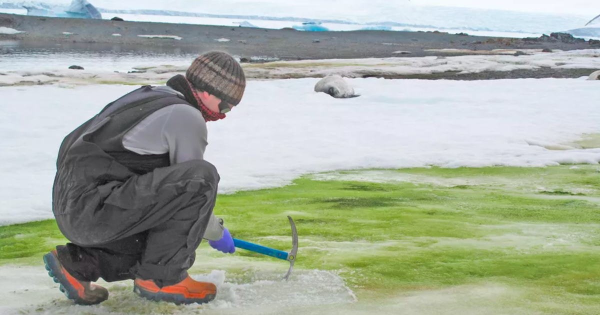Climate change is causing Antarctica's snow to turn green, study says - CBS News thumbnail