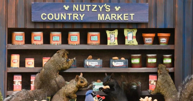 Ontario photographer uses squirrels as stars of backyard photo sessions