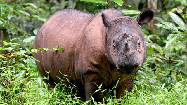 INDONESIA-CONSERVATION-RHINO 