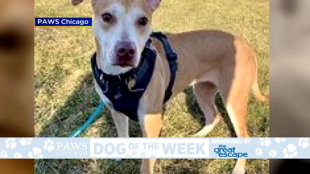 PAWS Dog of the Week: Phoebe 