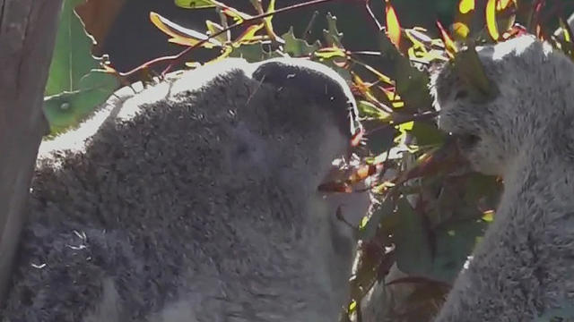 san-diego-zoo-koala.jpg 