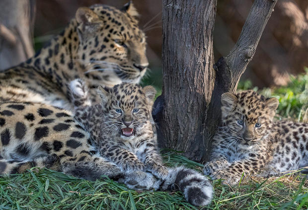 Pair of Endangered Amur Leopard Cubs Born at the San Diego Zoo Guests at the reopened San Diego Zoo are getting a first look at two endangered Amur leopard cubs, born April 26, 2020, as they explore their outdoor habitat with mom, Satka. The cubs' bi 