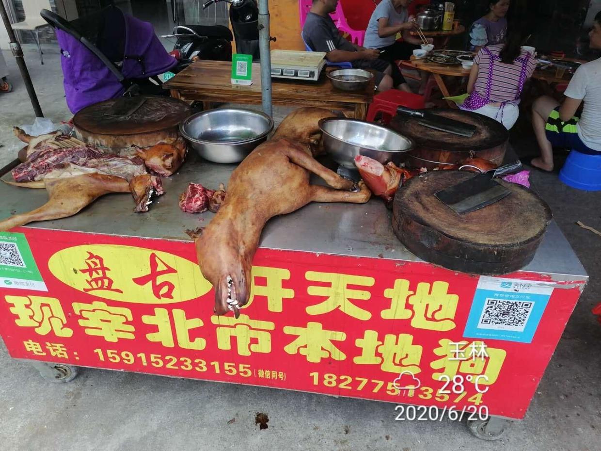 China's dog meat festival is underway, but activists hope it will be