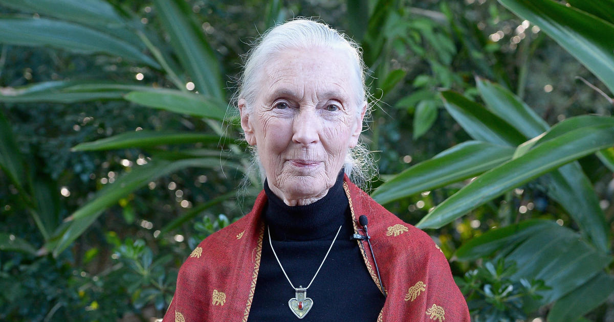 Jane Goodall on conservation, climate change and COVID-19: "If we carry on with business as usual, we're going to destroy ourselves"